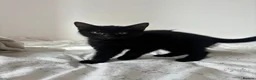 Mixed Breed cats for sale: 🐾 Beautiful Kittens Looking for Forever Homes 🐾 - Advert 6