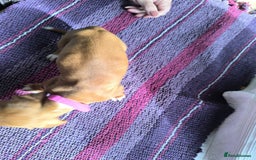 Miniature Dachshund dogs for sale: Superb Miniature KC reg Dachshund puppies - Image 24