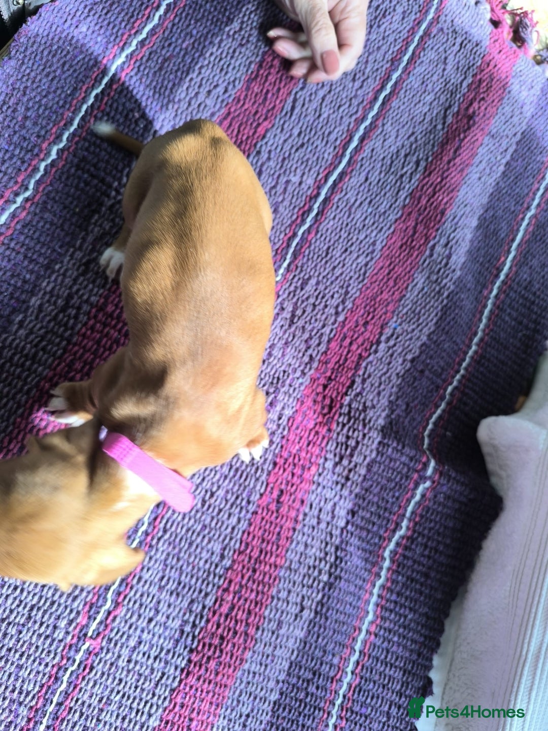 Miniature Dachshund dogs for sale: Superb Miniature KC reg Dachshund puppies - Image 24