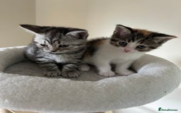 Mixed Breed cats for sale: Beautiful British Short Hair x Tabby Kittens ❤️ - Image 14
