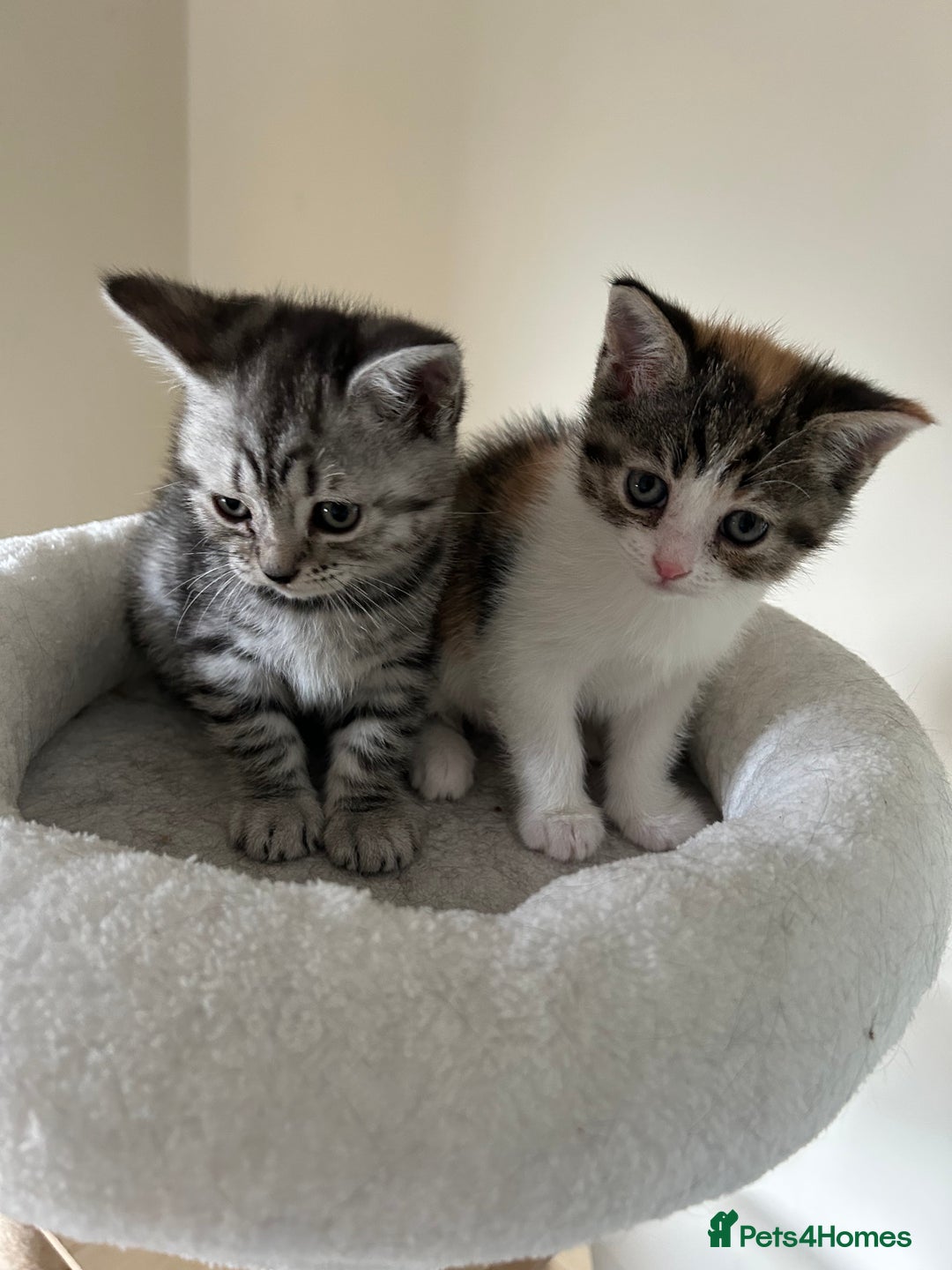 Mixed Breed cats for sale: Beautiful British Short Hair x Tabby Kittens ❤️ - Image 14