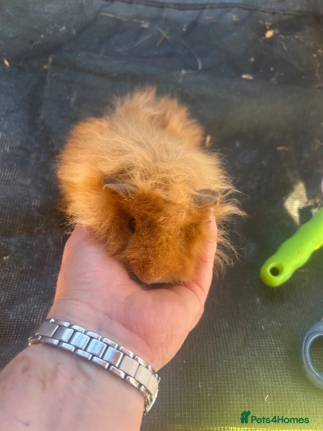 Guinea Pig rodents for sale: male longhaired Guineapigs  - Advert 2