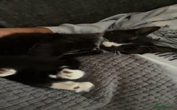 Mixed Breed cats for sale: Mixed breed black and white kitten - Image 1