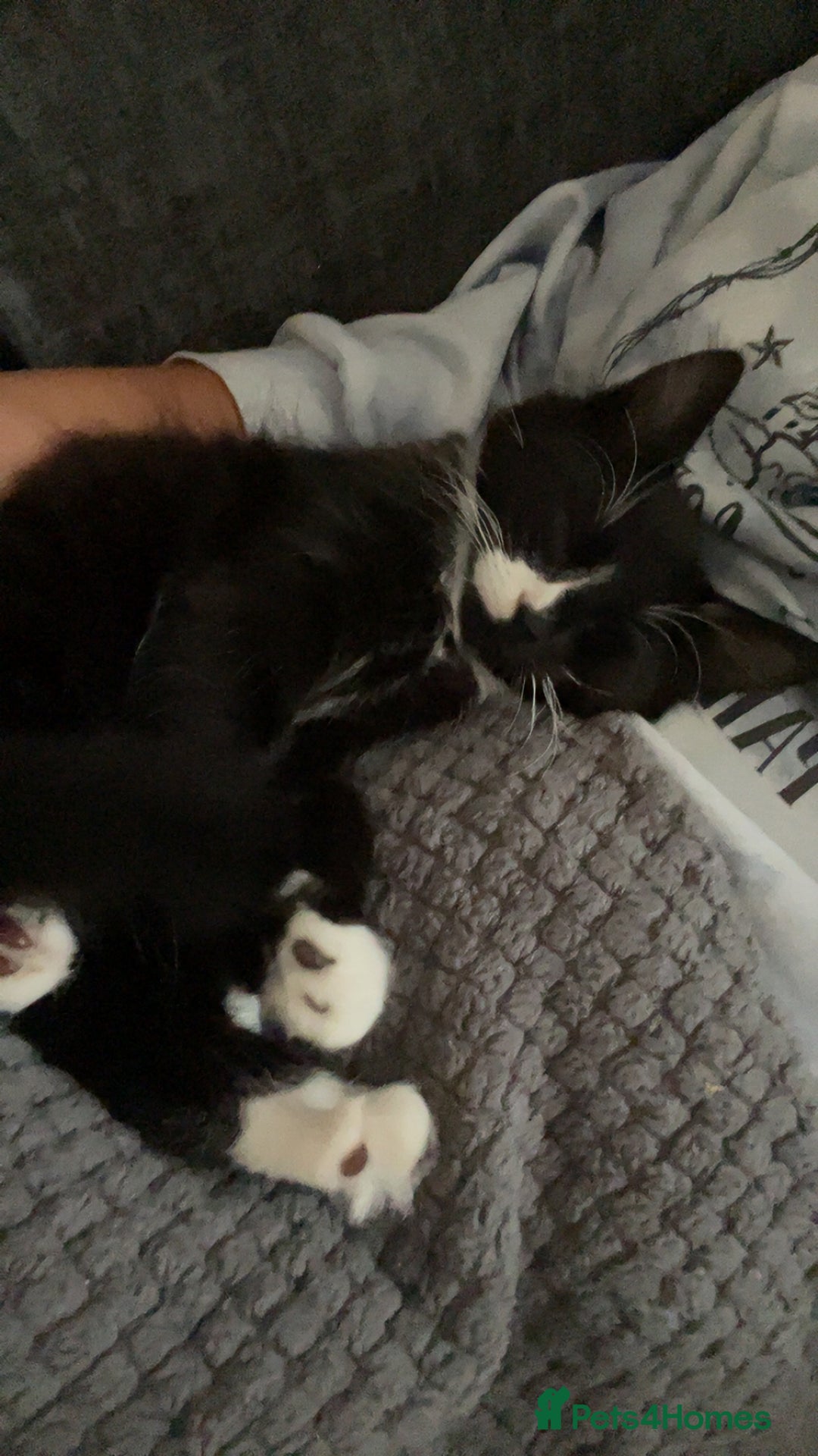 Mixed Breed cats for sale: Mixed breed black and white kitten - Image 1