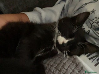 Mixed Breed cats - Advert 18