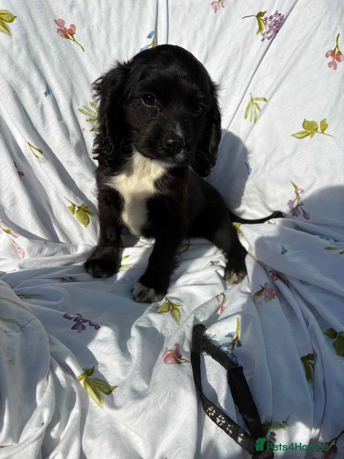 Cocker Spaniel dogs for sale:  1 boy Cocker spaniel  - Advert 1