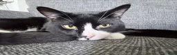British Shorthair cats for sale: ZigZag Male cat tuxedo in Birmingham - Advert 2