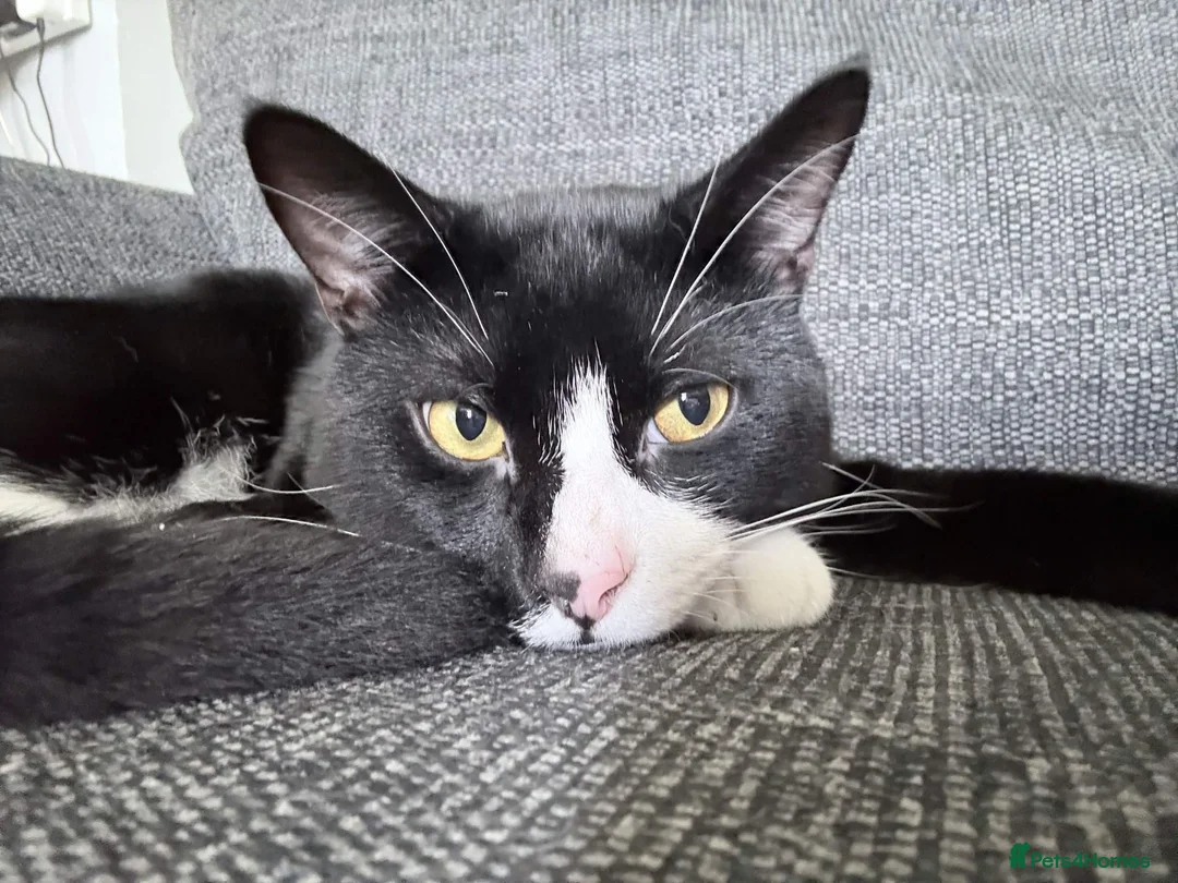 British Shorthair cats for sale: ZigZag Male cat tuxedo in Birmingham - Advert 2