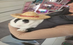 Mixed Breed rabbits for sale: House rabbit in need of re homing  - Image 1