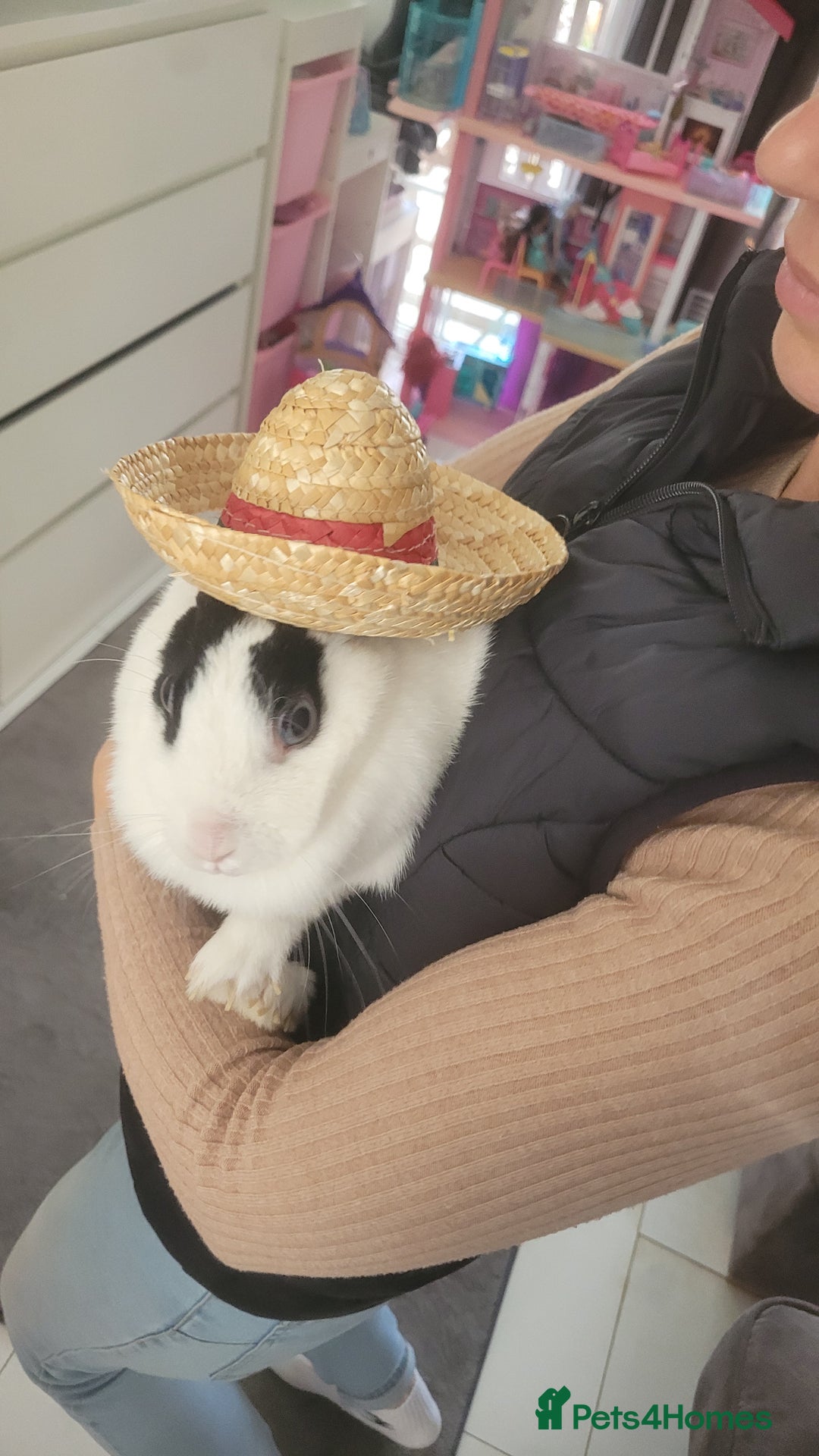 Mixed Breed rabbits for sale: House rabbit in need of re homing  - Image 1