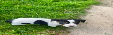 Jack Russell Puppy 3