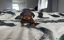 Miniature Dachshund dogs for sale: 4 x gorgeous miniature dachshund puppies  - Image 4
