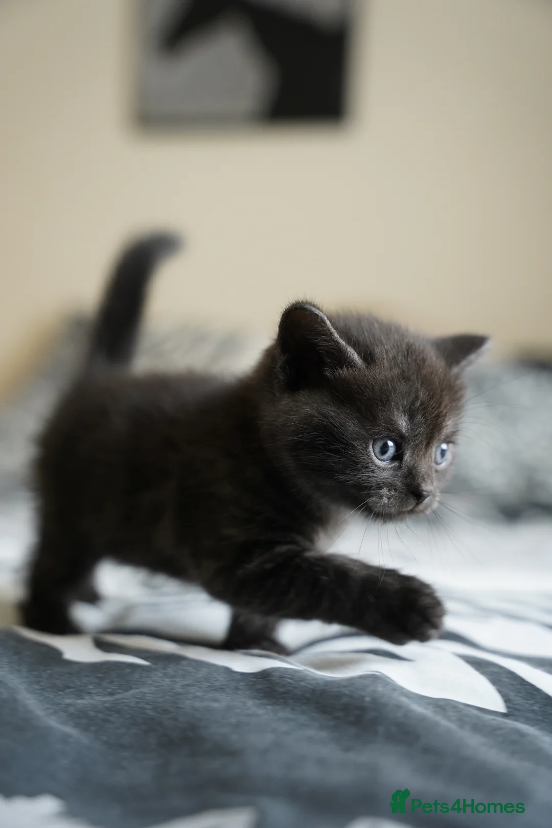 Mixed Breed cats for sale: Mixed breed  in Cheltenham - Advert 16