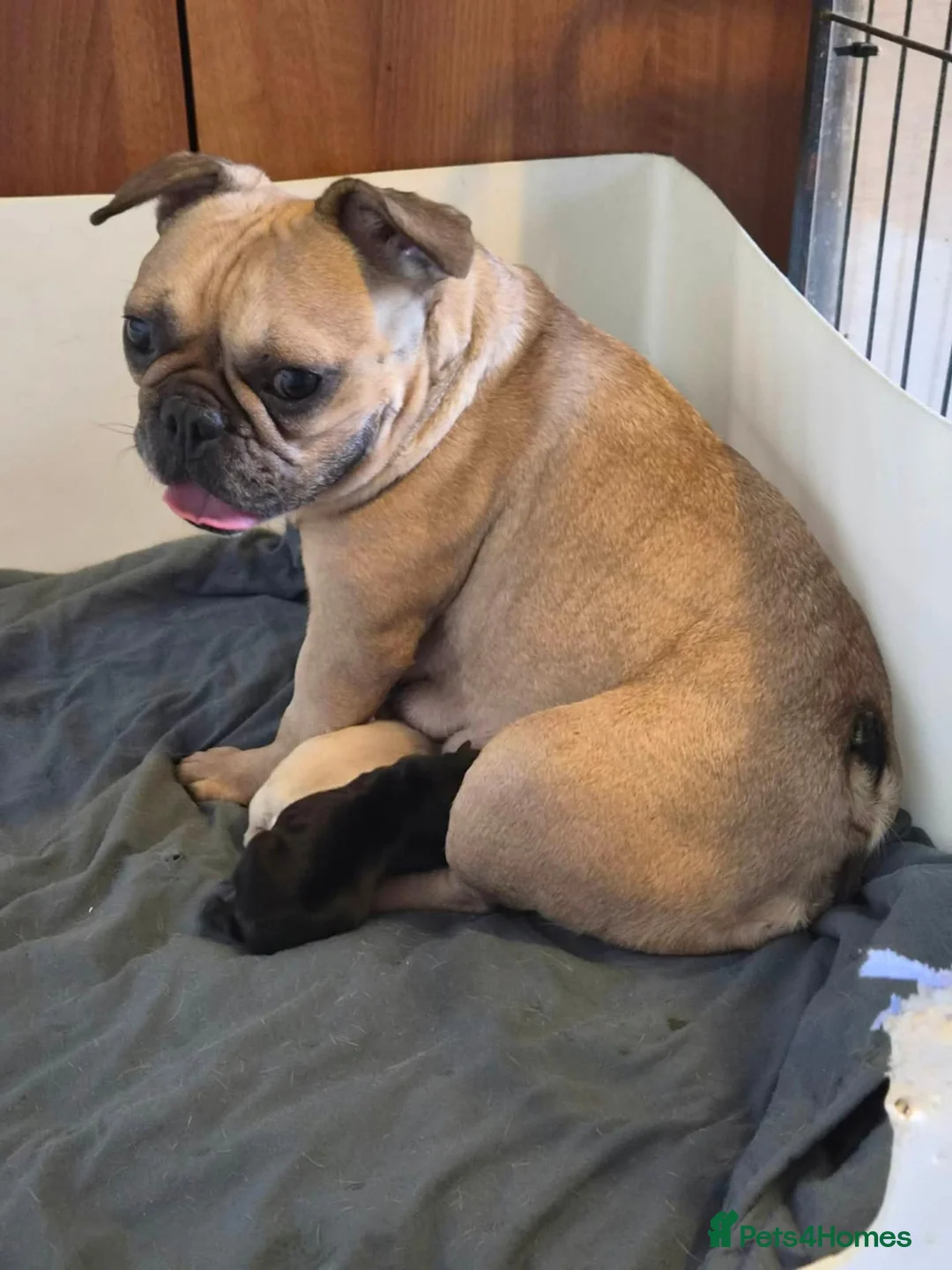 French Bulldog dogs for sale: KC REGISTERED FRENCHIE BOY - Advert 1