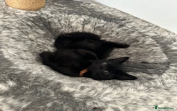 British Shorthair cats for sale:  🐾 Gorgeous Black Kittens – 11 Weeks Old 🐾   - Image 17