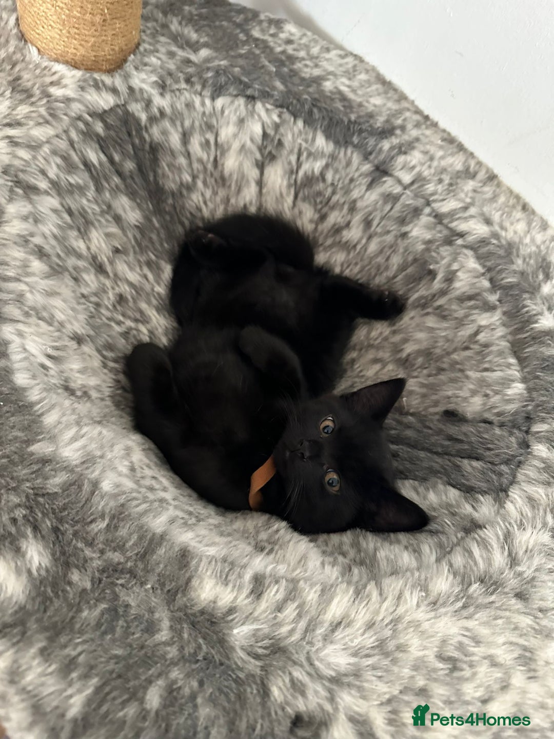 British Shorthair cats for sale:  🐾 Gorgeous Black Kittens – 11 Weeks Old 🐾   - Image 17