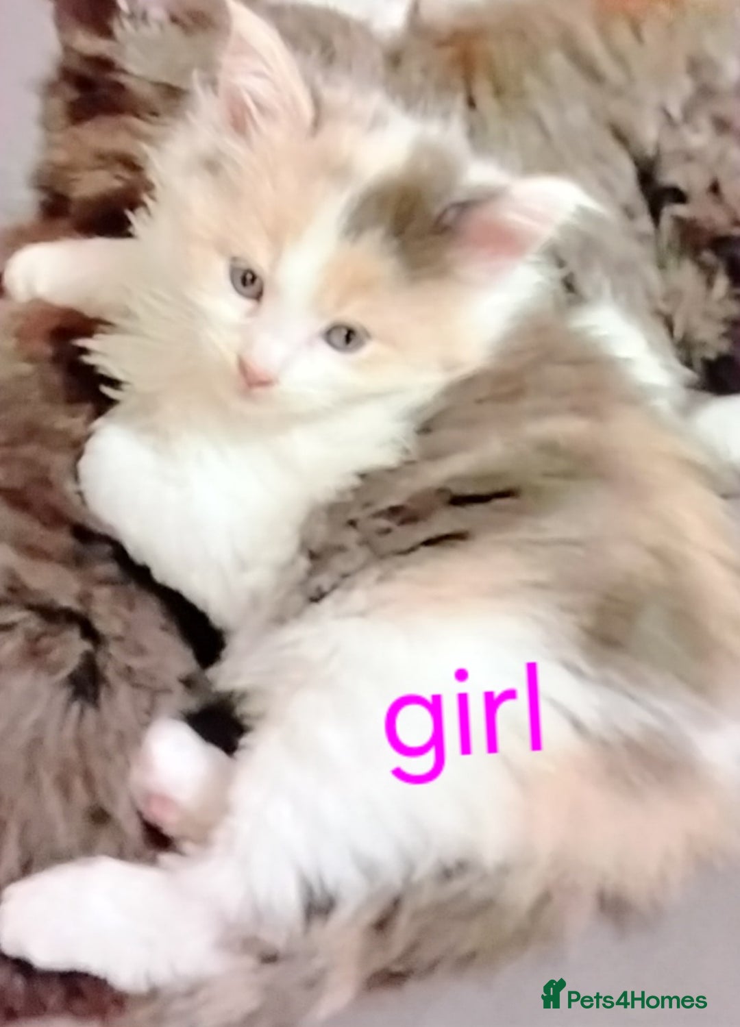 Maine Coon cats for sale: Tica registered maincoon kittens  - Advert 14