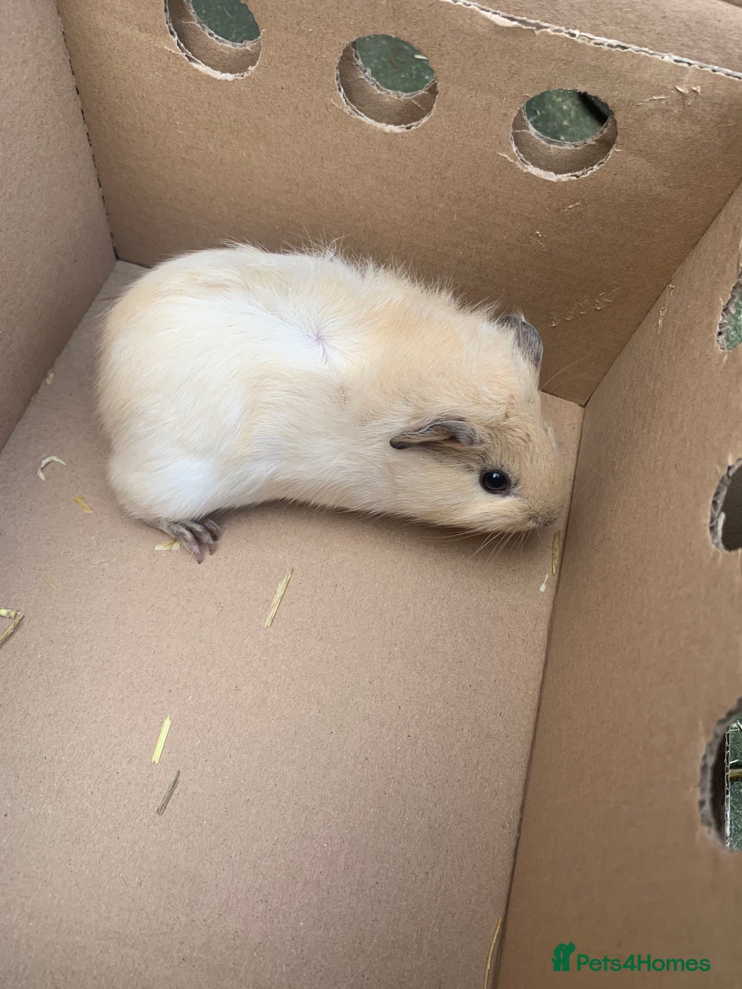 Guinea Pig rodents for sale: Mixed guinea pigs for sale  - Advert 4