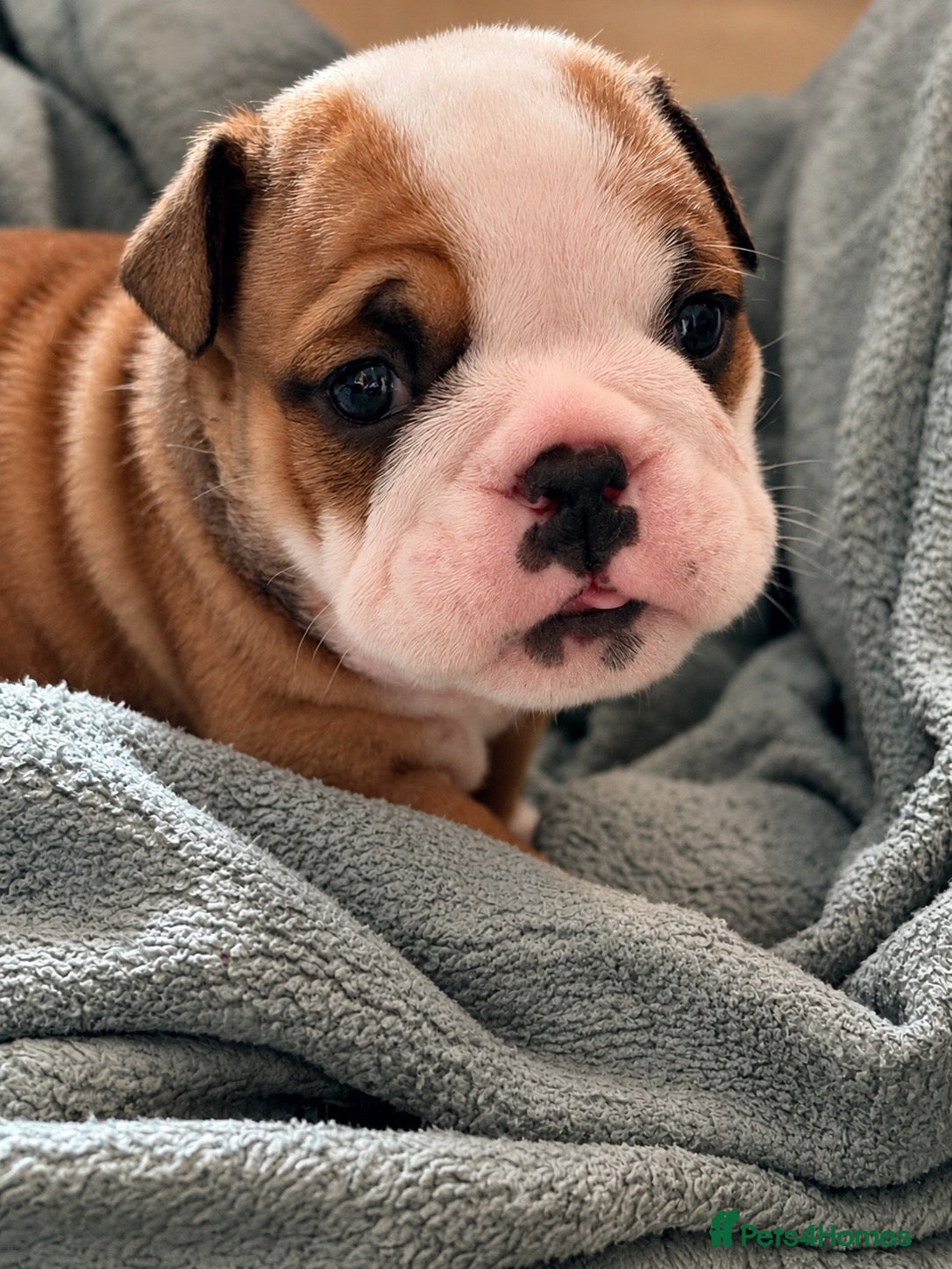 English Bulldog dogs for sale: Standard bulldogs •Health Tested Parents•13 Champs - Advert 4