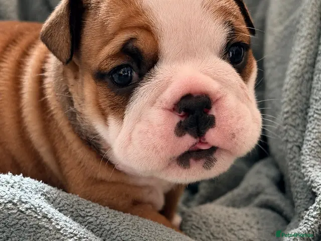 English Bulldog dogs for sale: Standard bulldogs •Health Tested Parents•13 Champs - Advert 4