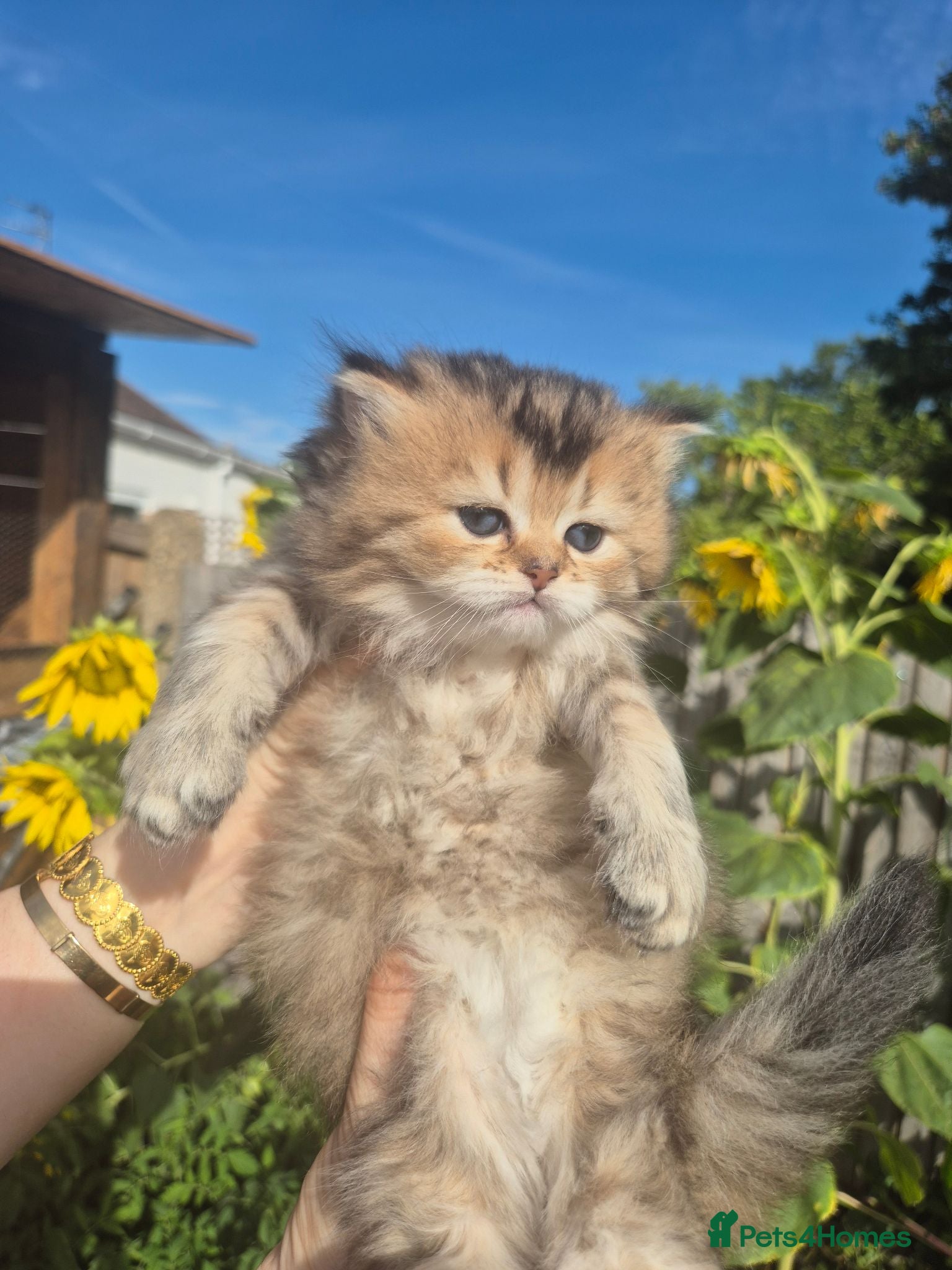 British Longhair cats Cutest BLH girl - Advert 17