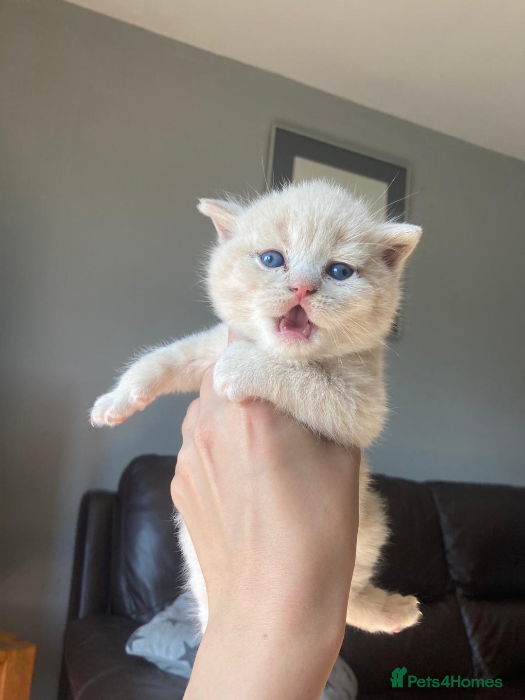 British Shorthair cats for sale: 🌟GCCF Registered Kittens, Ready 21st August🌟 in Abergavenny - Image 5