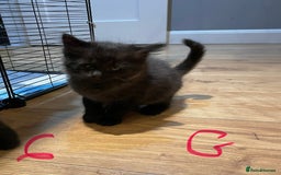 Ragdoll cats for sale: Half Ragdoll KITTENS - Image 22