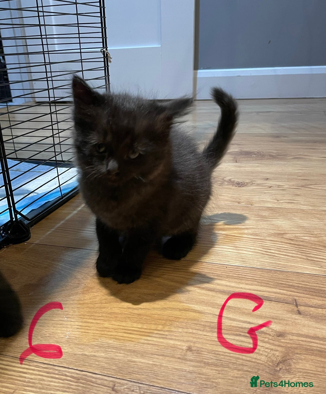 Ragdoll cats for sale: Half Ragdoll KITTENS - Image 22