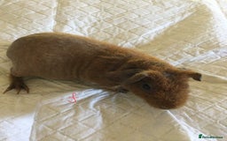 Guinea Pig rodents for sale:  skinny pigs  in Lewes - Image 27