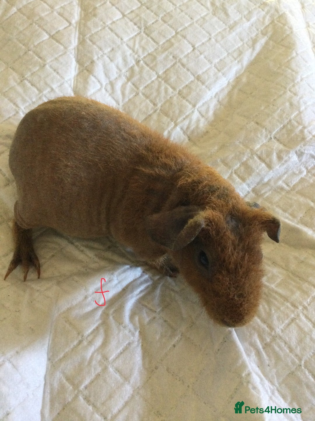 Guinea Pig rodents for sale:  skinny pigs  in Lewes - Image 27