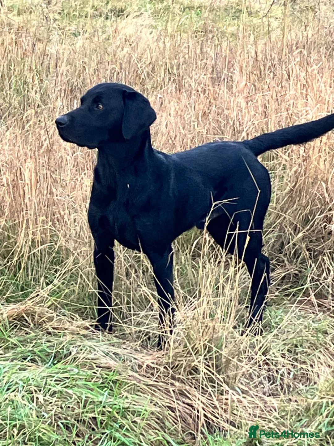 Labrador Retriever dogs for stud: Perfect Health Scored, Black Lab, Carries Yellow - Advert 2
