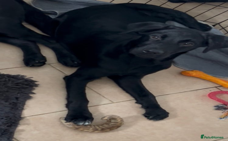 Labrador Retriever dogs - Advert 1