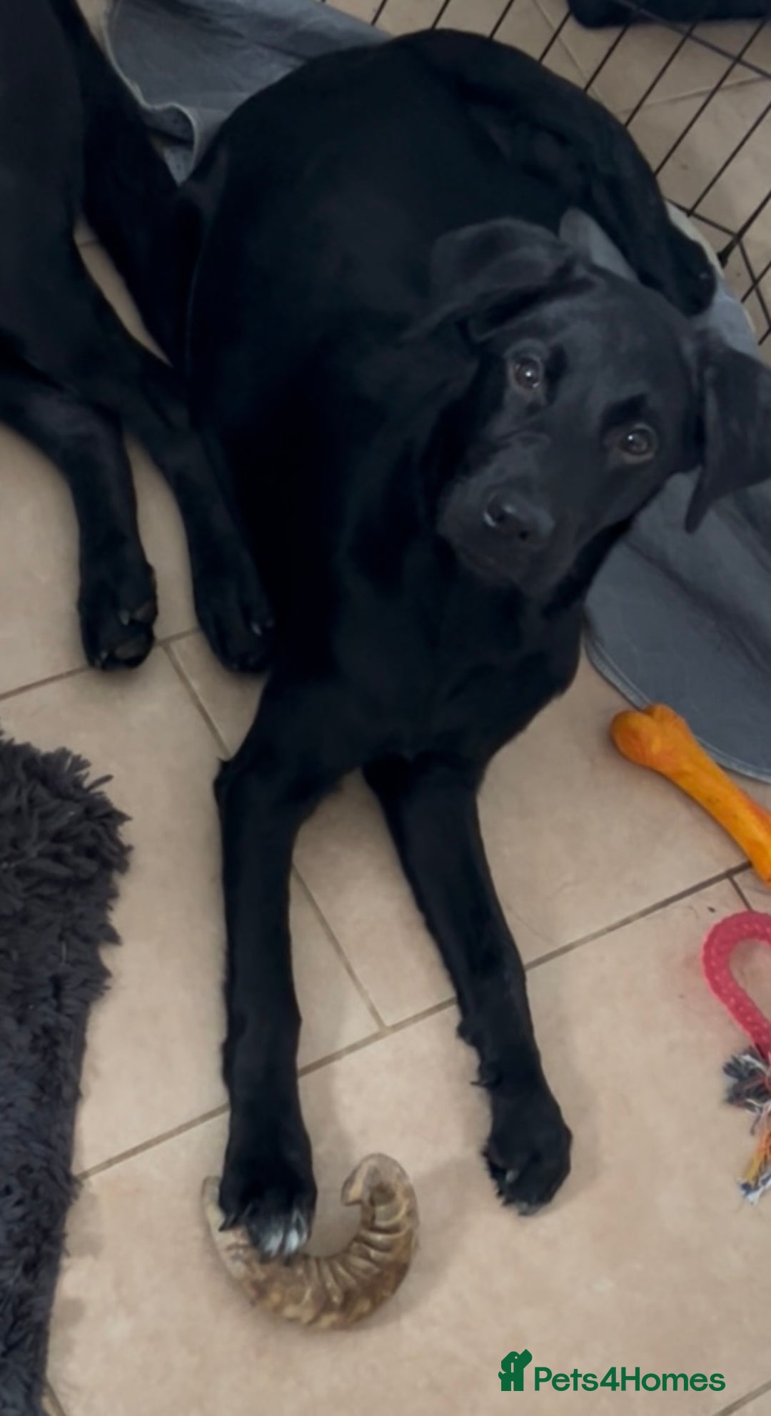 Labrador Retriever dogs for sale: 5 month old Labrador, Raven ❤️ - Image 1