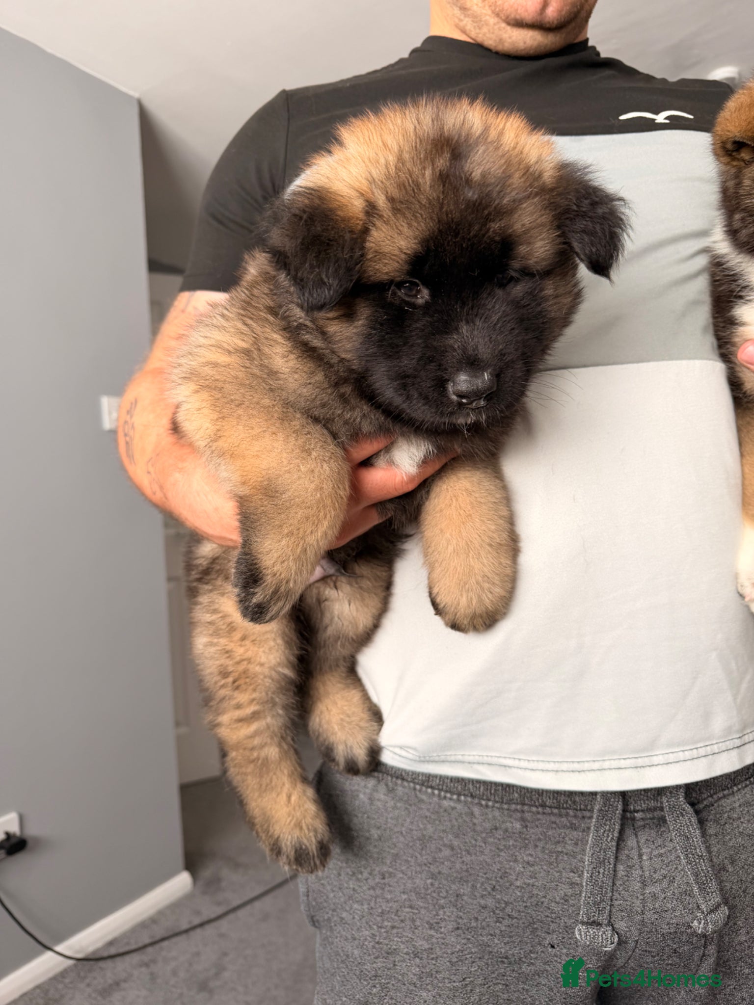 Akita dogs for sale: American Akita  - Advert 30