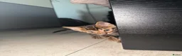 Bengal cats for sale: Bengal Male Kittens  - Advert 7