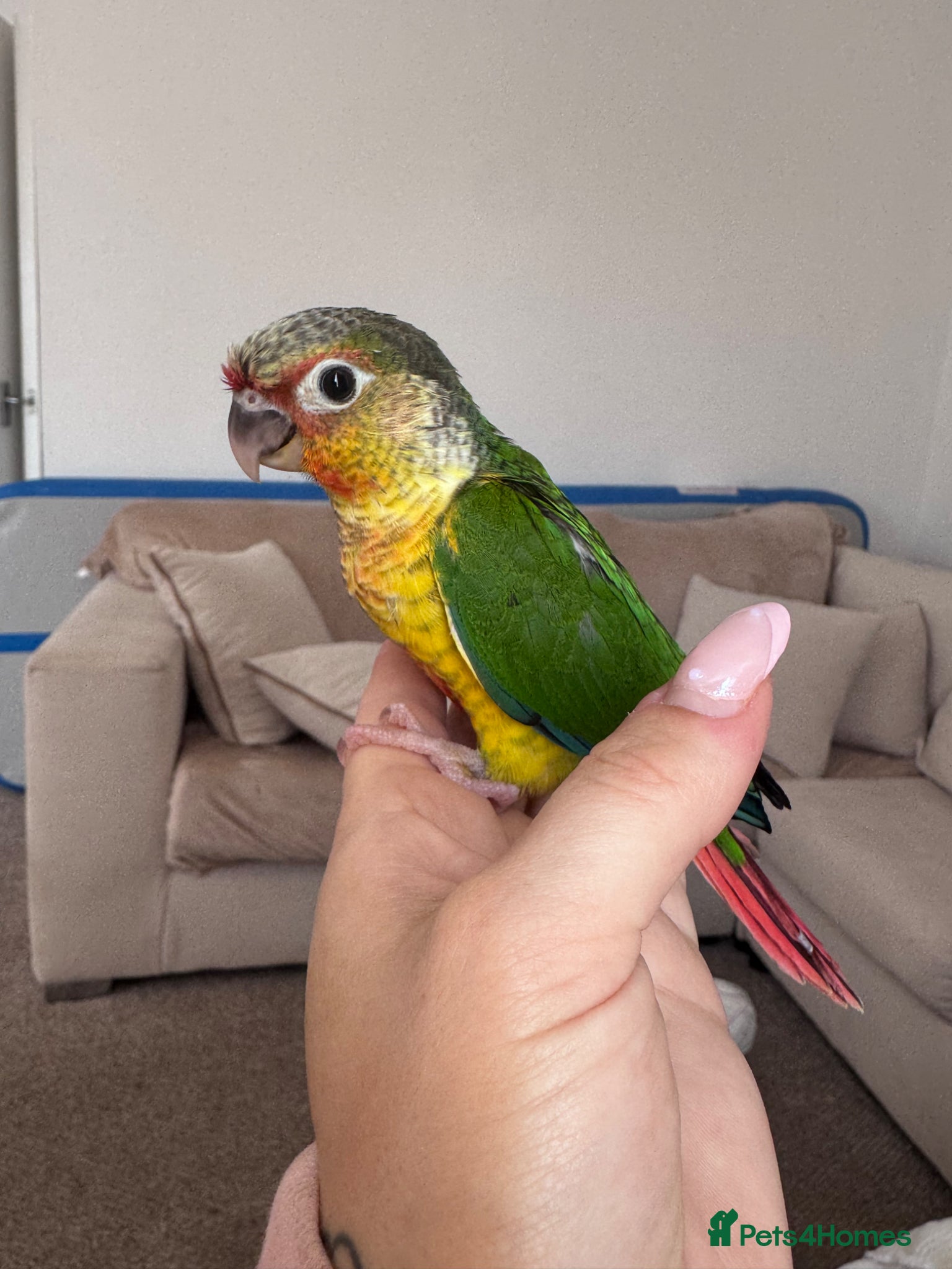 Conures birds Green cheek conure  - Advert 1