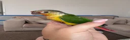 Conures birds for sale: Green cheek conure  in Bognor Regis - Advert 1