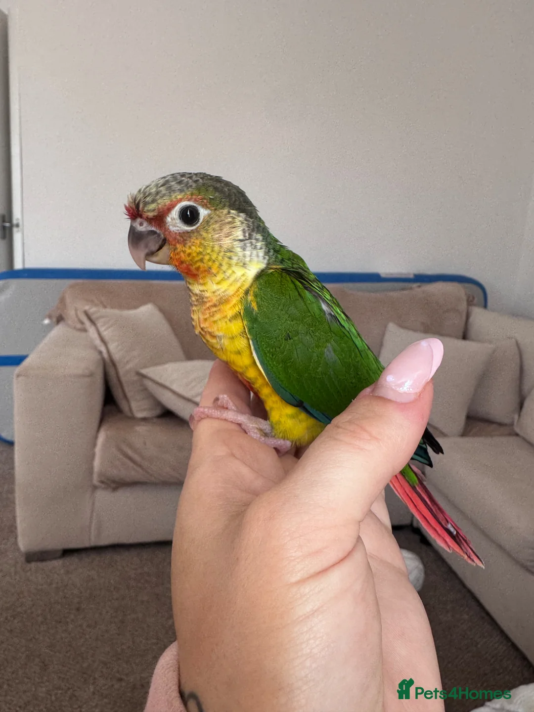 Conures birds for sale: Green cheek conure  in Bognor Regis - Advert 1