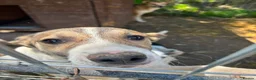 Mixed Breed dogs for adoption: Gentle Picadilly is looking for a family - Advert 8