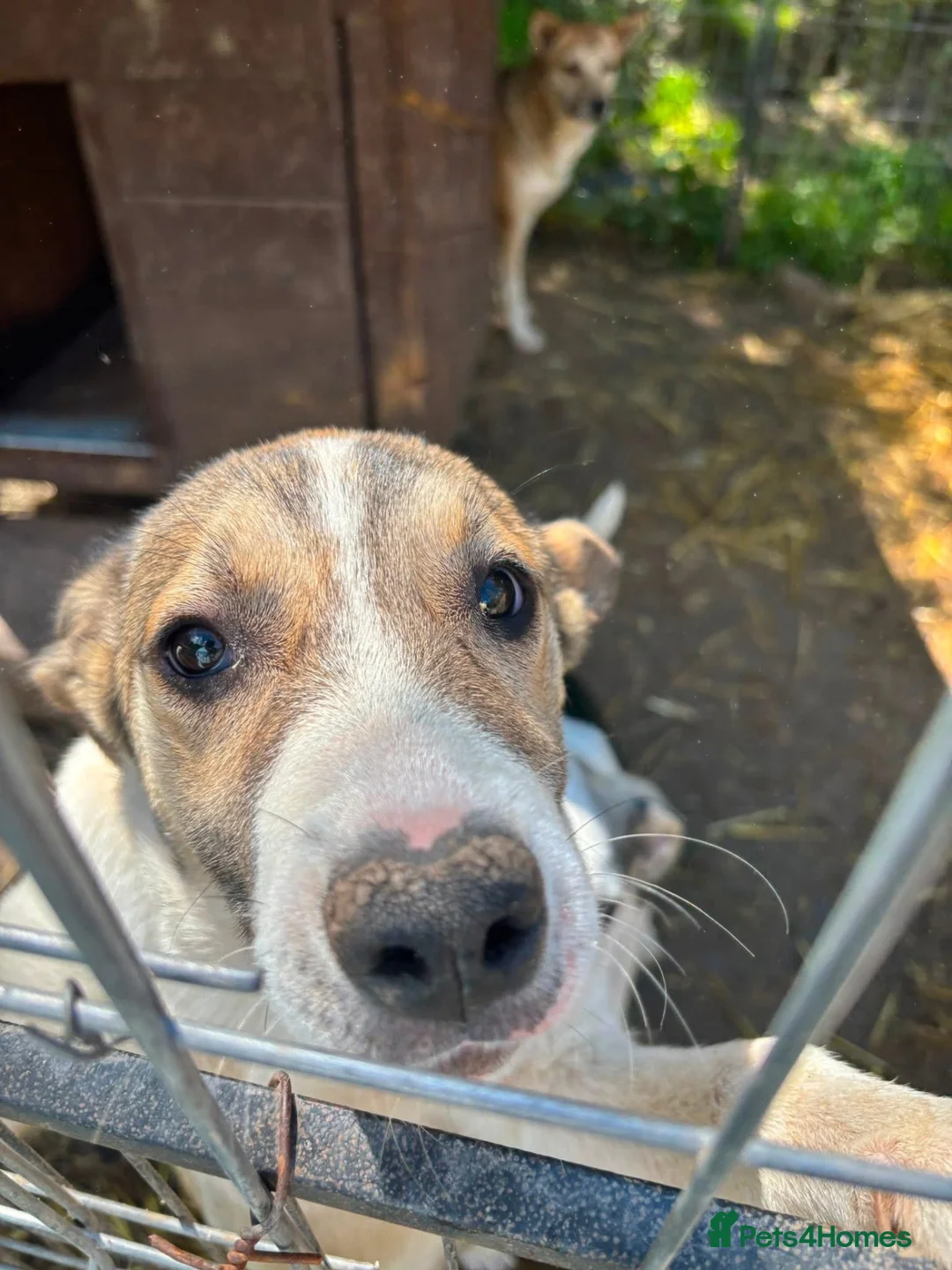 Mixed Breed dogs for adoption: Gentle Picadilly is looking for a family - Advert 8