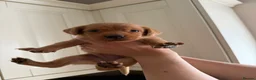Labrador Retriever dogs for sale: Fox Red KC registered Labradors - Advert 4