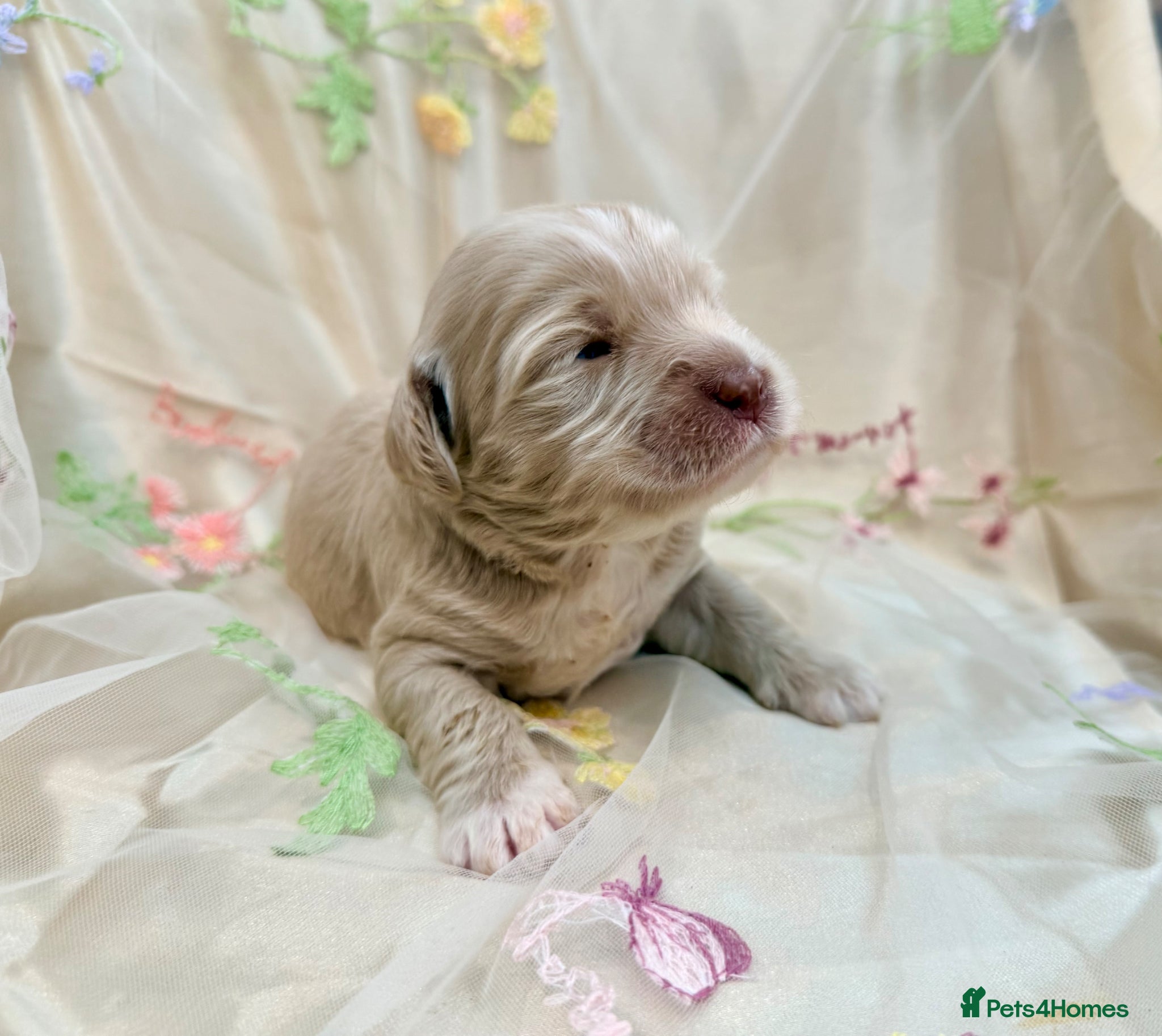 Australian Labradoodle dogs 100% WALA registered Australian Labradoodles - Advert 1