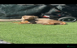 Miniature Dachshund dogs for sale: Miniature dachshund  - Image 15