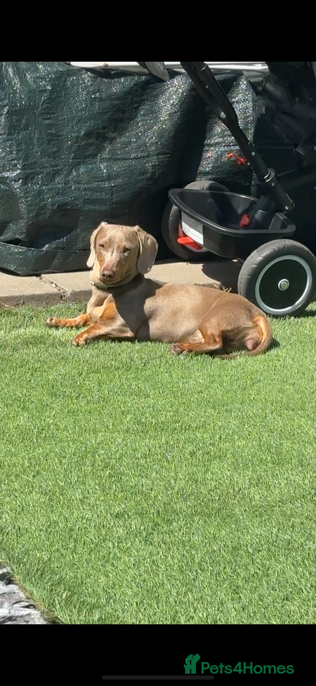 Miniature Dachshund dogs for sale: Miniature dachshund  - Image 15