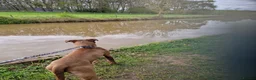 Cane Corso dogs for sale: Italian Cane Corso in Atherstone - Advert 8
