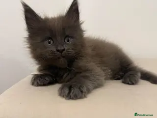 Maine Coon cats Pedigree GCCF Russian Kazakhstan import line - Advert 1