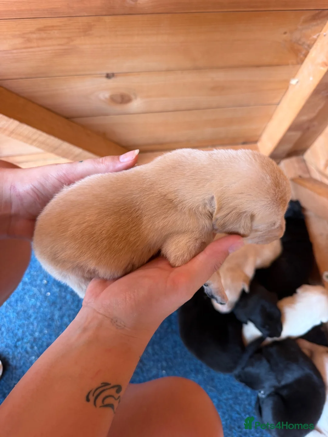 Mixed Breed dogs for sale: Puppy’s  in Oakham - Advert 16