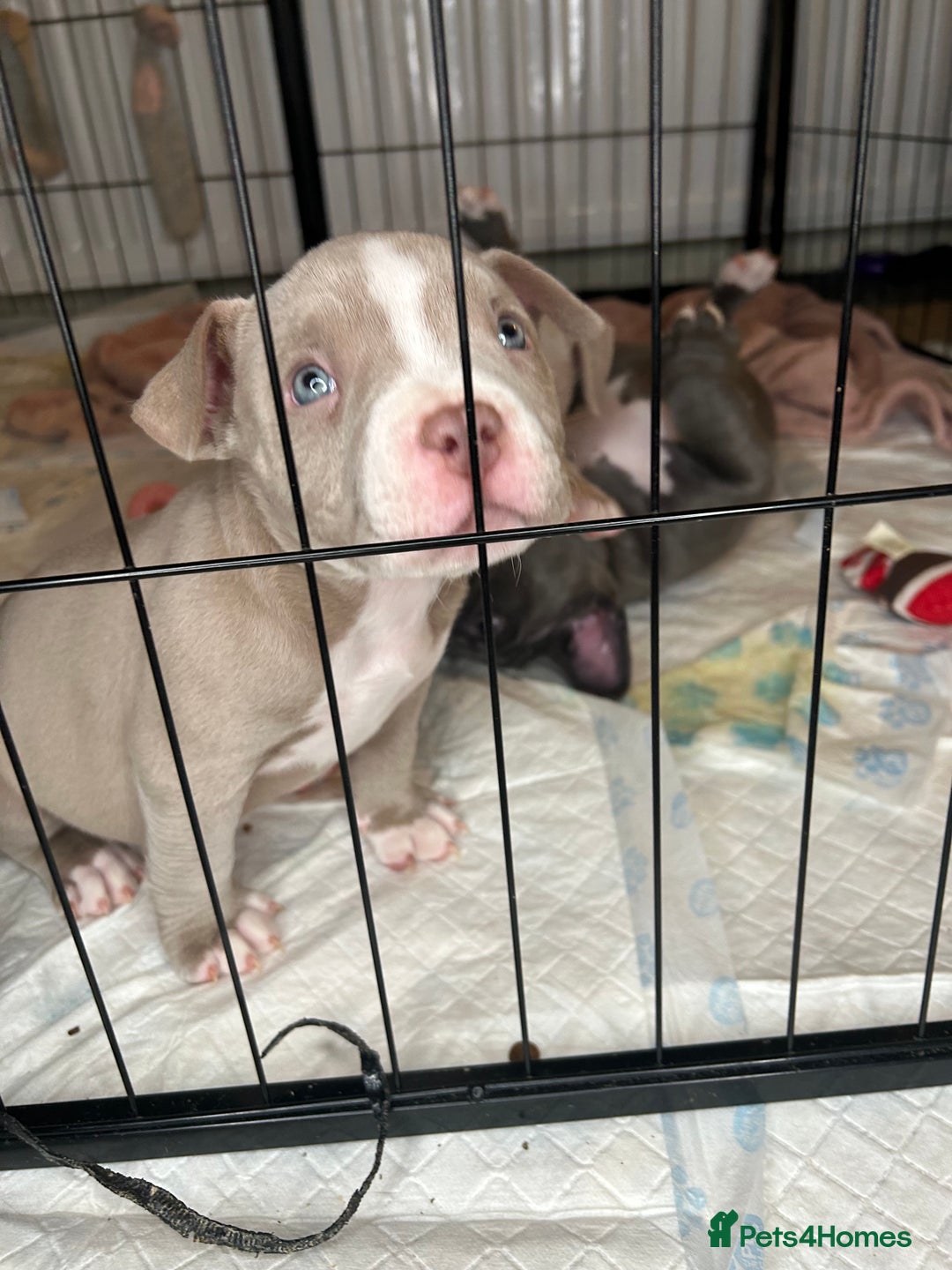 American Bulldog dogs for sale: Pocket bully girl  - Advert 4