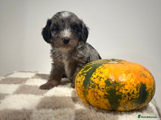 Cavapoo dogs - Advert 1