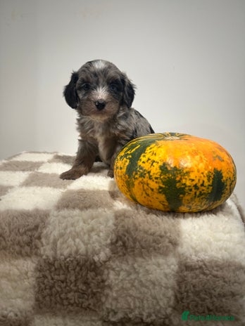 Cavapoo dogs - Advert 2